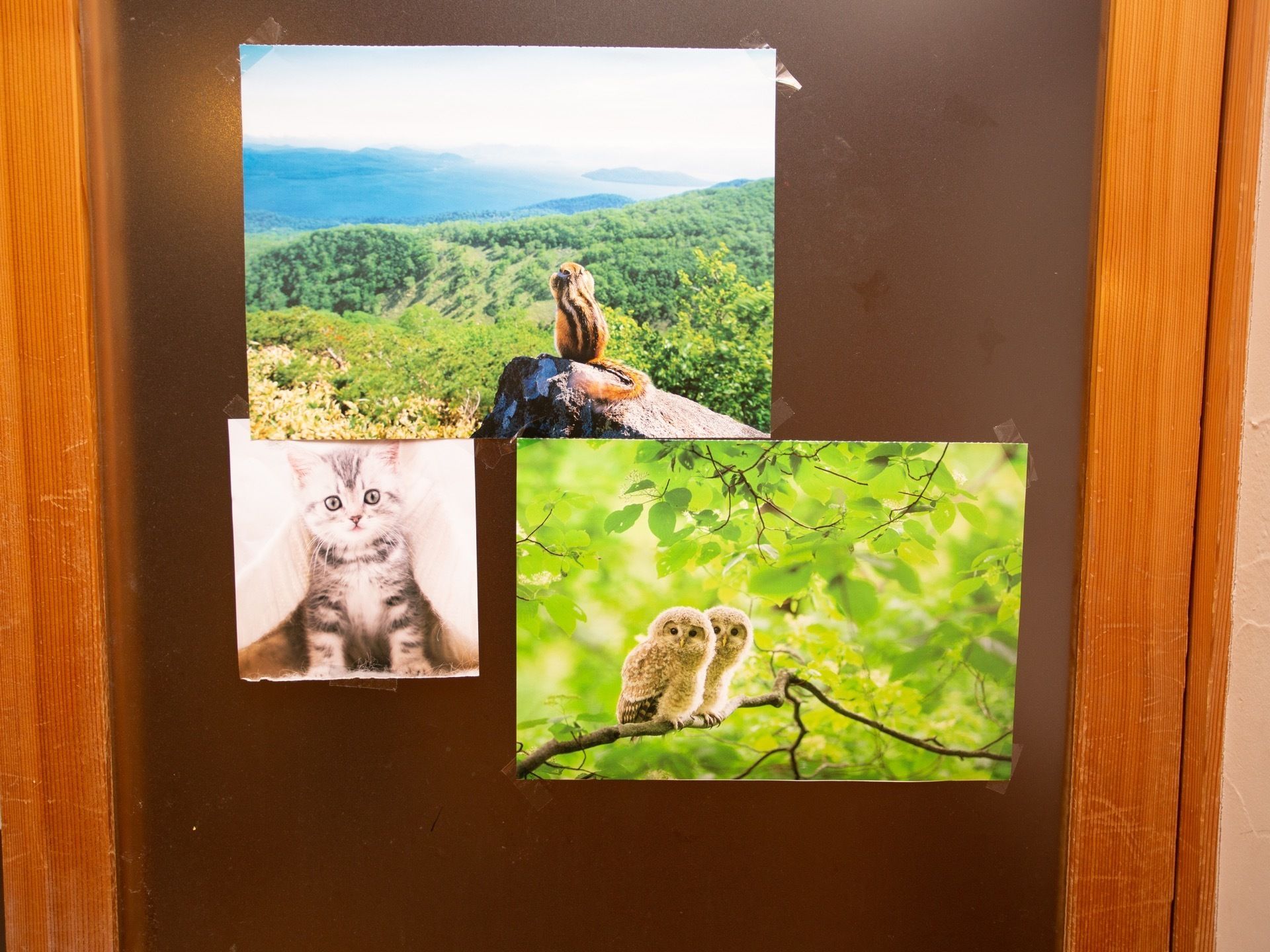 ガラス戸には自然豊かな風景や、可愛らしい動物の写真が飾られている。モノトーンのシンプルな内装に華を添えている。