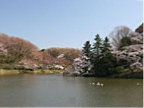 大きな池の畔に背が高い松の木と、ところどころに桜が咲いている。桜はソメイヨシノだけではなく、山桜も混ざっている。