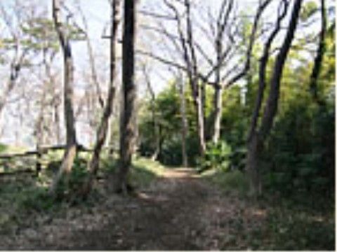 落葉樹と竹などの常緑樹が混生している明るい雑木林で、一見手入れがされず自然のままのようだが、左側には柵がある。