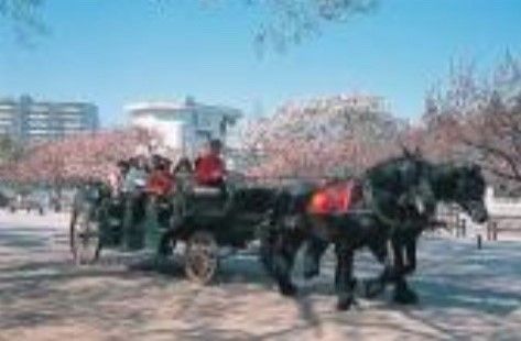 桜の並木道が美しい公園である。こちらには観光用の馬車も通過しており、入居者様が散歩中に見物することも可能である。