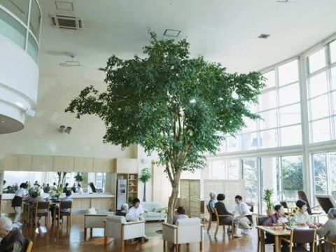 ホスピタルメント桜十字のベンジャミン広場。大きなベンジャミンを眺めながらご面会・ご歓談をしていただけます。