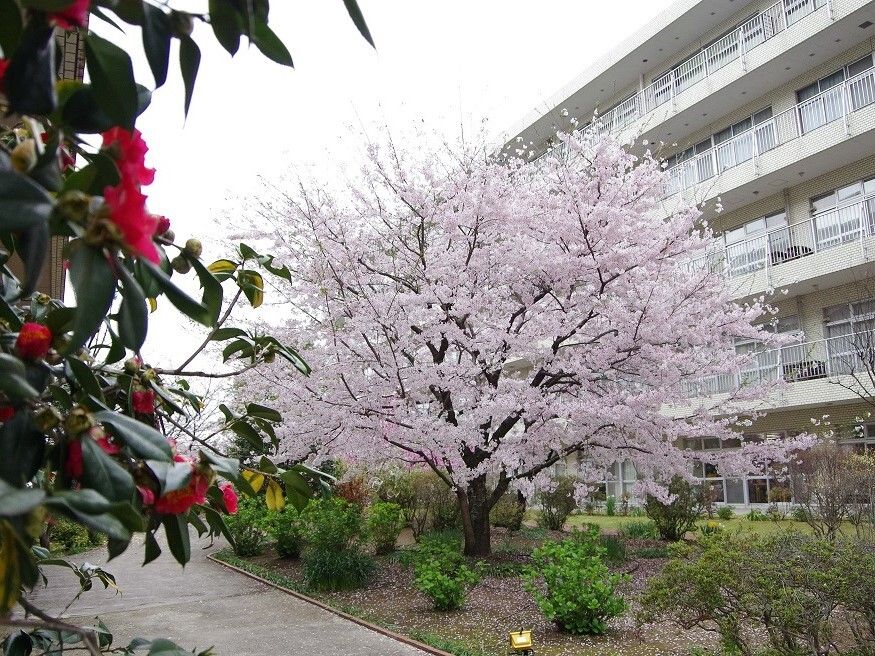 施設入口前には車道と広い庭が整備されている。庭には芝生が敷かれ、季節の花々が咲いている。桜の木も立っている。