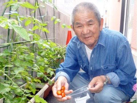 プランターに立派に蔓を伸ばしたミニトマトが植えられている。入居者様が微笑みながら、自ら収穫したミニトマトを袋へ詰めている。