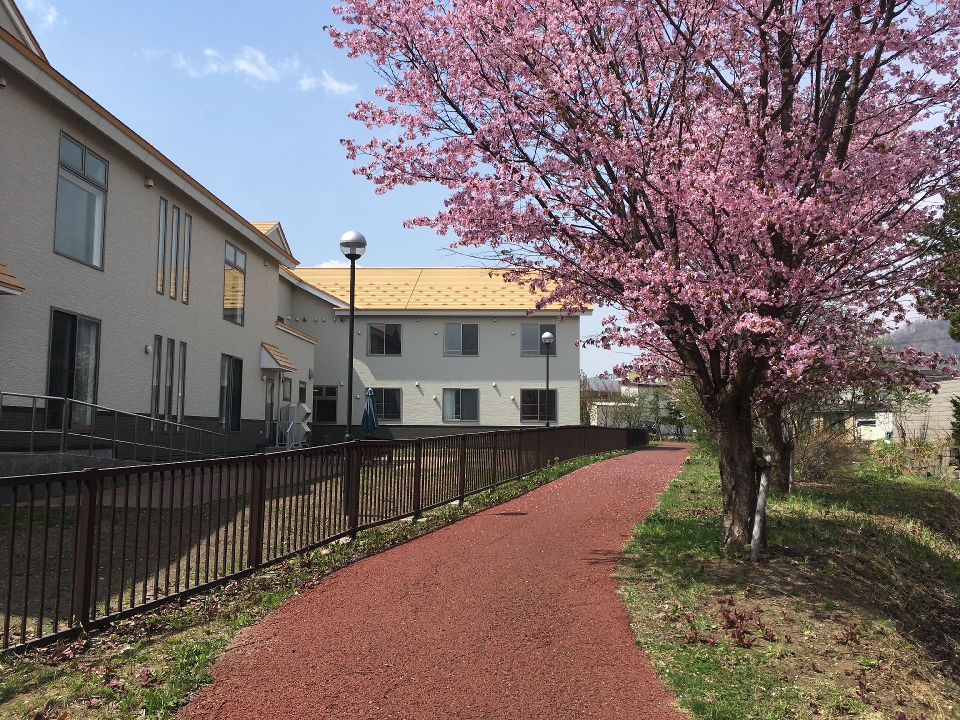 桜の木が設置されている施設付近