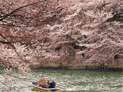 公園内の池周辺では春になると桜の並木道が満開になるため、入居者様は散歩をしながら花見をすることが可能である。