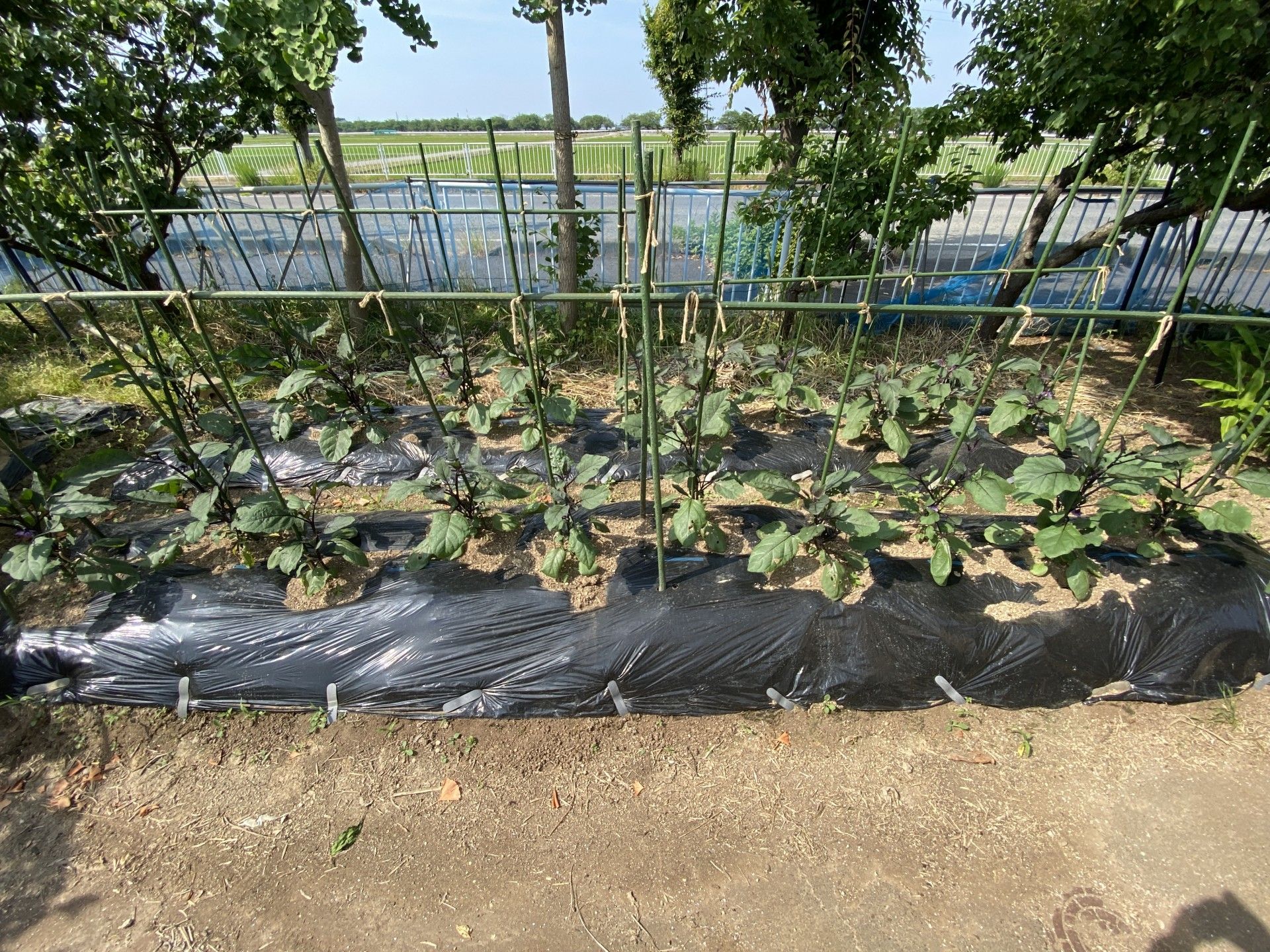手入れされた野菜畑