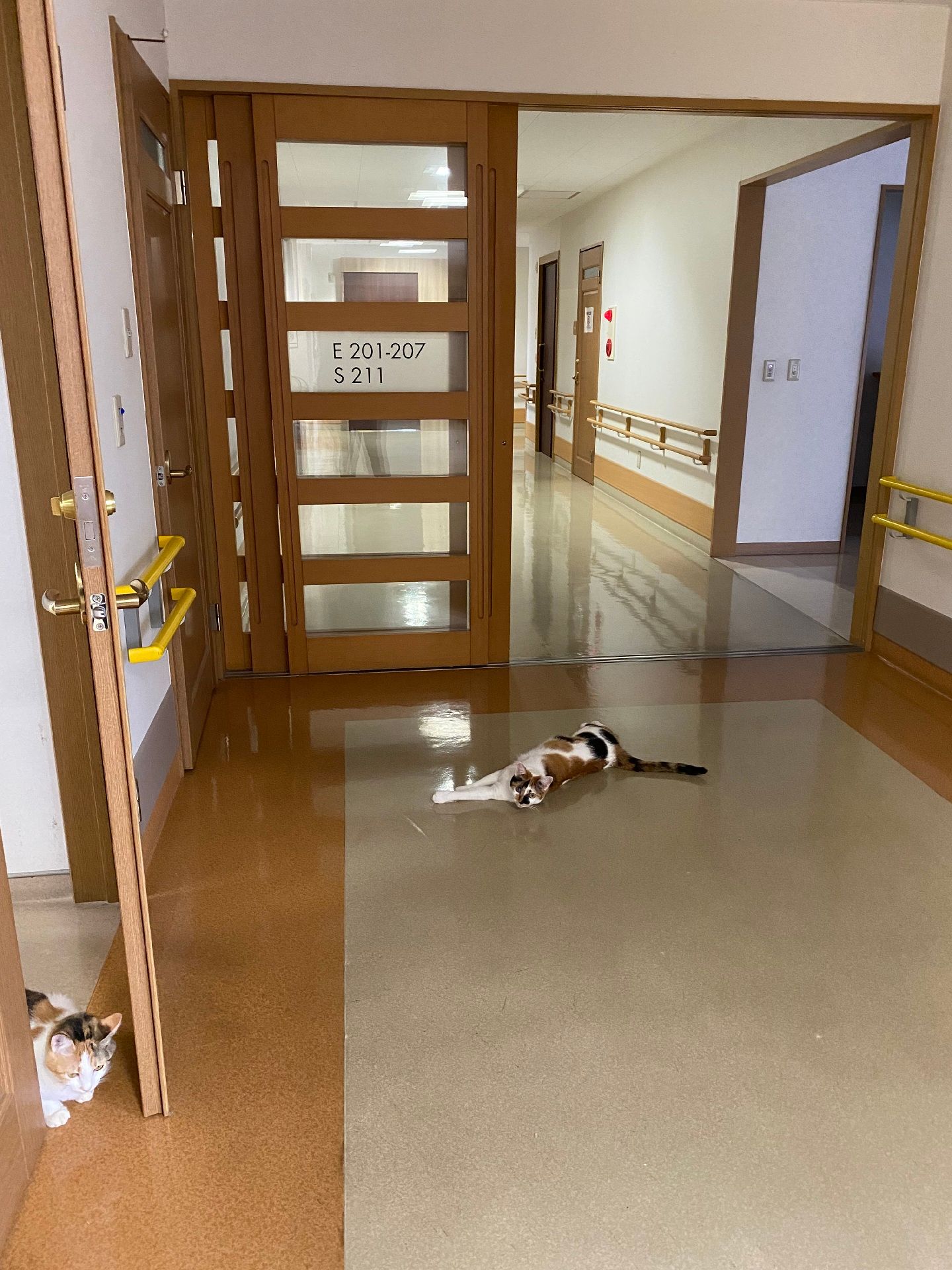 廊下には手すりが付き、フロアの中央には猫のような動物が寝そべっている。手前のドアのそばには顔を出している猫がいる。