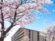 桜に囲まれた建物