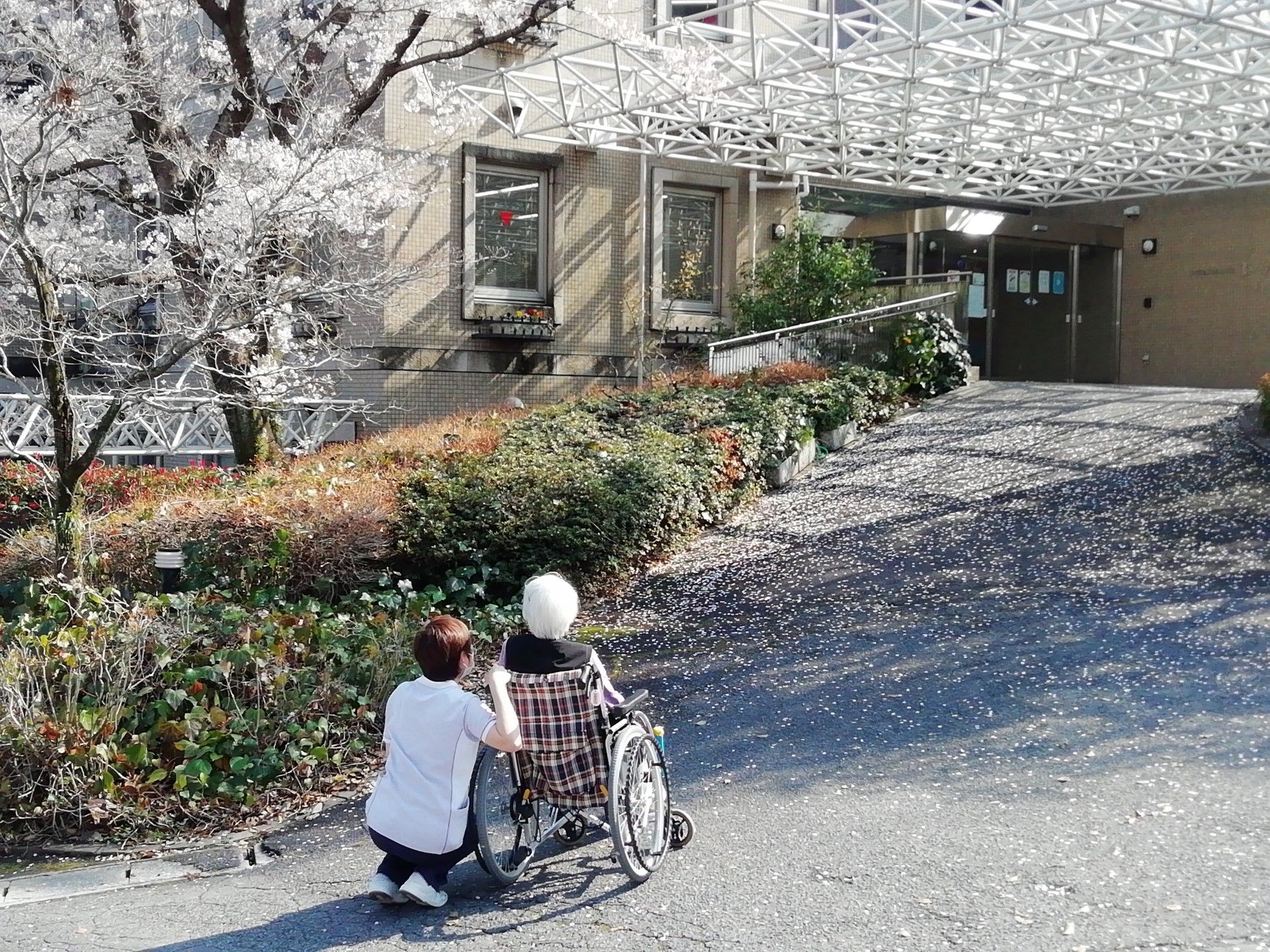桜の下の車椅子利用者と介護士